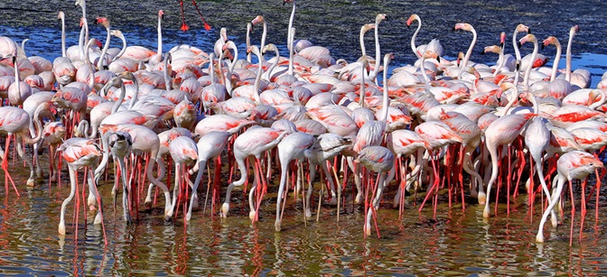 Ras Al Khor